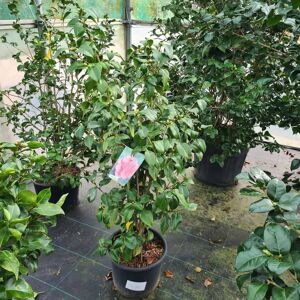 Camellia reticulata 'Mary Williams' 80-100 cm